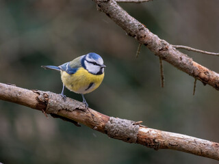 Blaumeise (Cyanistes caeruleu)
