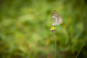 Beautiful and colorful butterflies are intently sucking nectar from the pollen of summer grass flowers.
