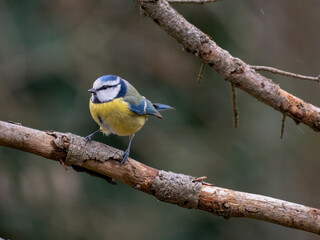 Blaumeise (Cyanistes caeruleu)