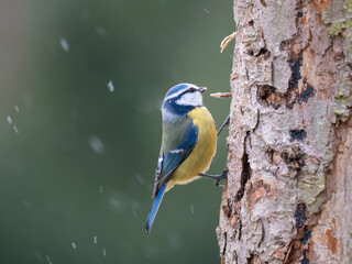 Blaumeise (Cyanistes caeruleu)