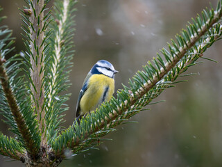 Blaumeise (Cyanistes caeruleu)