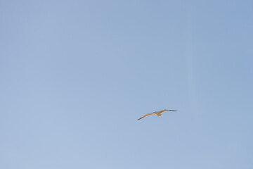 Big seagull flying in sky over mediterranean coast with warm light