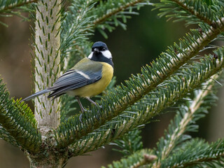 Kohlmeise (Parus major)