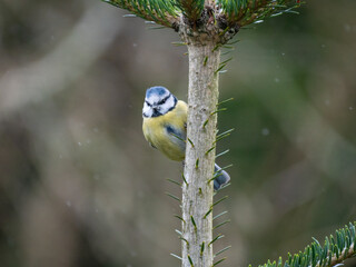 Blaumeise (Cyanistes caeruleu)