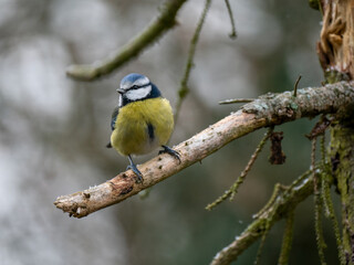 Blaumeise (Cyanistes caeruleu)