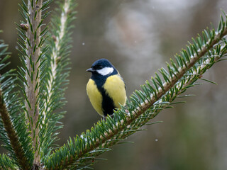 Kohlmeise (Parus major)
