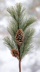 Fototapeta premium Pine branch with pine cones in winter