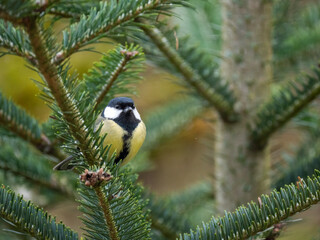 Kohlmeise (Parus major)