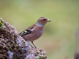 Buchfink (Fringilla coelebs)
