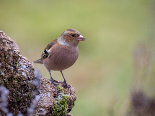 Buchfink (Fringilla coelebs)