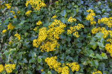 Creeping groundsel or Senecio angulatus with yellow flowers in the Izmir region of Turkey