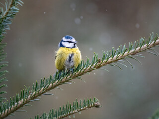 Blaumeise (Cyanistes caeruleu)