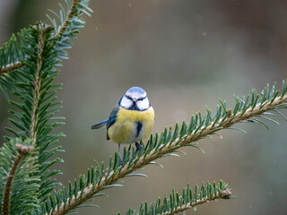 Blaumeise (Cyanistes caeruleu)