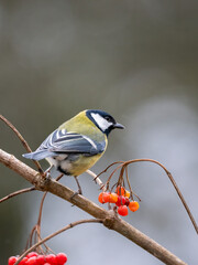 Kohlmeise (Parus major)