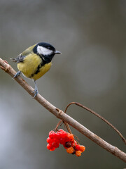 Kohlmeise (Parus major)