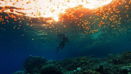 Scuba diver is exploring a coral reef with many jellyfish near the surface. Raja Ampat, Indonesia © Dudarev Mikhail