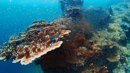 Vibrant school of fish swimming gracefully near a colorful coral reef. Raja Ampat, Indonesia