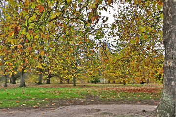 Naklejka premium Londra, Autunno e foliage ad Hide Park - Regno Unito 