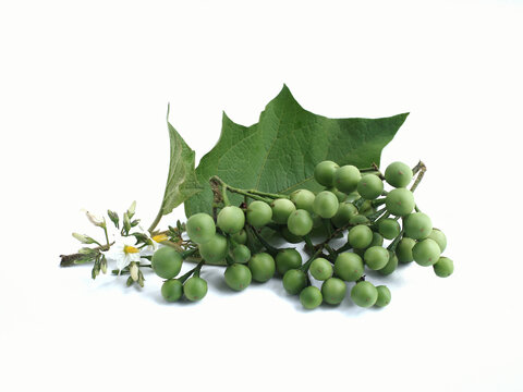 Pea Eggplant" Images  Browse 3,997 Stock Photos, Vectors, and Video |  Adobe Stock