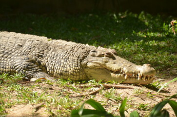 Crocodile resting on ground surrounded by grass, rugged textured body and eyes are partially closed, Chonburi, Thailand