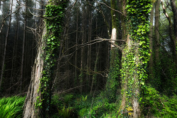 Obraz premium Numerous straight trees dominate the image. Ivy grows prominently on two trees. Undergrowth consists mostly of ferns. Dark background suggests deep forest.