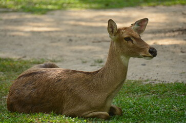 Deer resting on grass has brown coat with blurred path and greenery background in Chonburi, Thailand