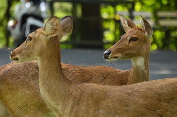 Two deer standing close together in a natural setting with blurred vehicle and greenery background in zoo, Chonburi, Thailand