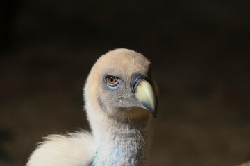 Porträt eines jungen Gänsegeiers, Gyps fulvus