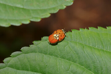 Asiatische Marienkäfer bei der Paarung, Harmonia axyridis