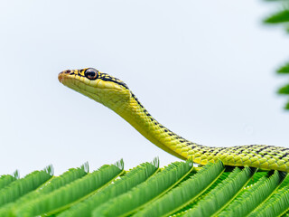 Golden Tree Snake Or Chrysopelea ornata on the leaves.