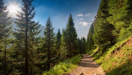 Fototapeta premium path in the forest in the mountains