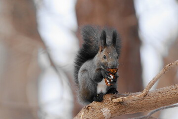 木の上でクルミを食べるエゾリス
