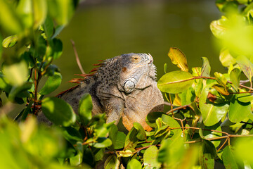 Saint Martin - January 29 2024 - Iguana hidden in Saint Martin