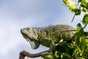 Saint Martin - January 29 2024 - A green iguana in Saint Martin