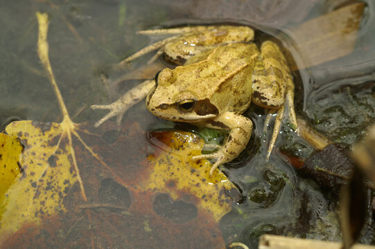 Closeup on the European common brown frog, Rana temporaria sitting in a puddle of water