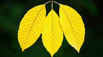 Golden Trio: Three vibrant yellow leaves, sharply detailed, stand out against a dark green backdrop, capturing the essence of autumn's golden hue.