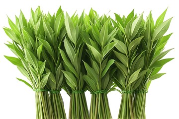 Obraz premium Green cardamon pods isolated on white background