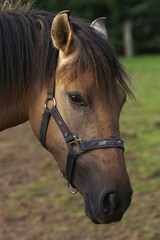 Obraz premium Close-Up of Brown Horse with Halter