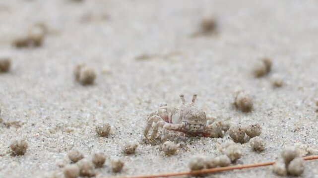 Ghost Crab on Sandy Beach