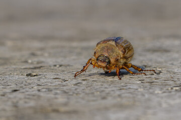 Hanneton aux reflets mordorés déambulant sur une dalle de pierre
