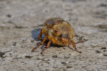 Hanneton aux reflets mordorés déambulant sur une dalle de pierre