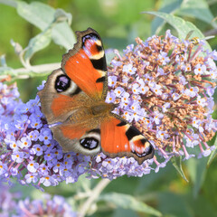 Papillon paon-du-jour butinant les fleurs mauves d'un arbre à papillons