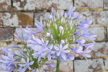 Fleur agapanthe à la teinte mauve et violet