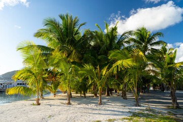 Sint Maarten, Piliphsburg - January 29 2024 - Lush palm trees in Philipsburg