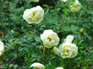 white fragrant rosehip blooms in summer