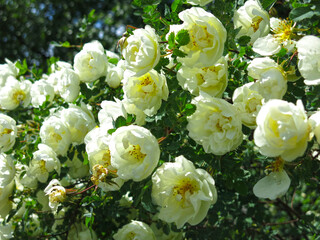 white fragrant rosehip blooms in summer
