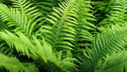Natural green fern leaves background. Bright foliage making an ideal backdrop for organic products presentation. Environment conservation concept.