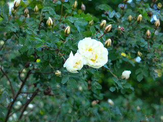 white fragrant rosehip blooms in summer
