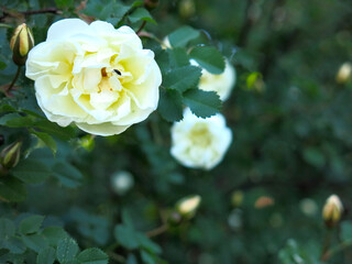 white fragrant rosehip blooms in summer