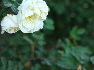 white fragrant rosehip blooms in summer